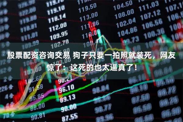 股票配资咨询交易 狗子只要一拍照就装死，网友惊了：这死的也太逼真了！